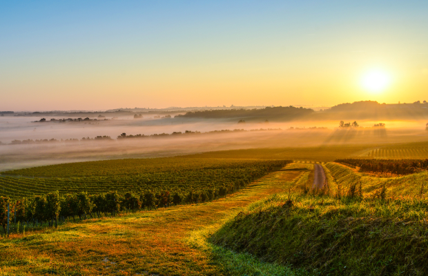 Toskanische Weinlandschaft im Morgennebel