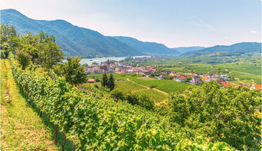 Weinberge in der Wachau an der Donau in Österreich