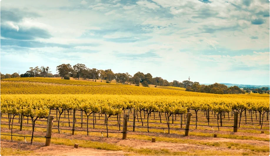 Barossa Valley