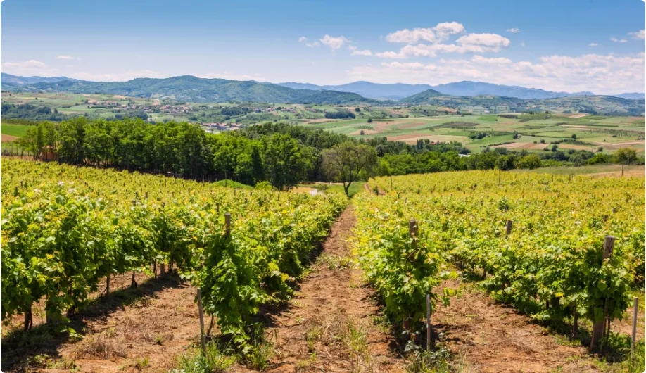Beaujolais