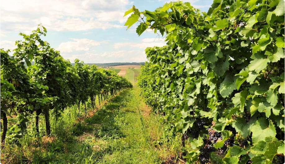 Burgenland