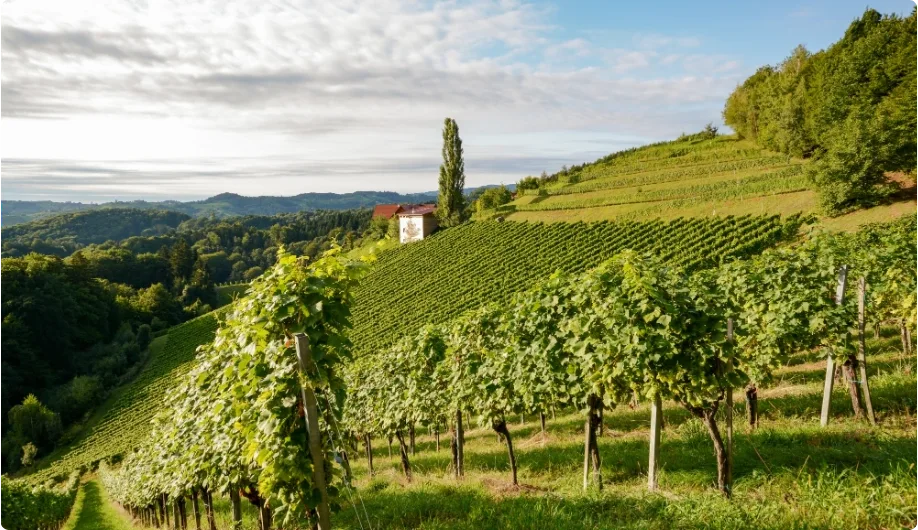 Burgund