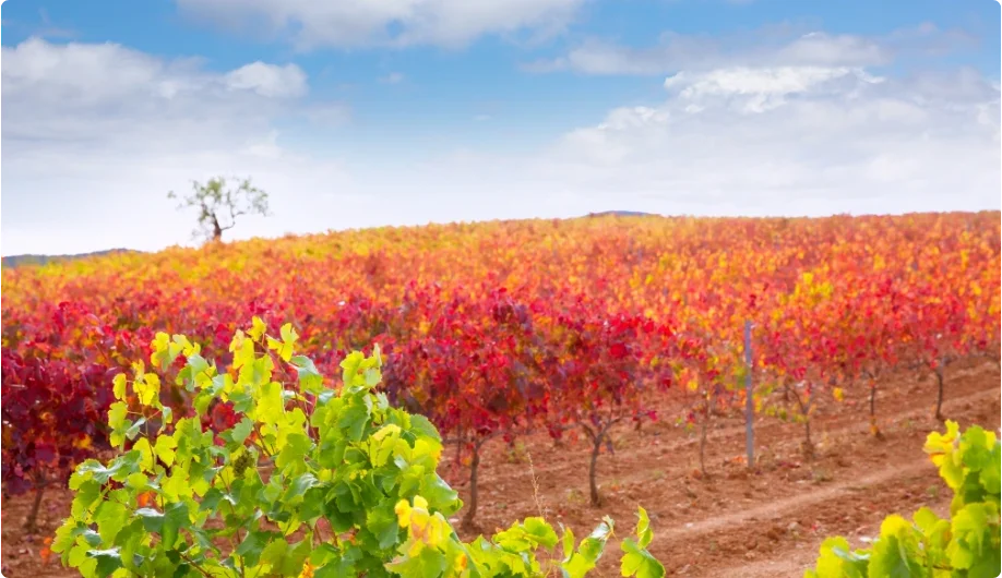 Cariñena Region