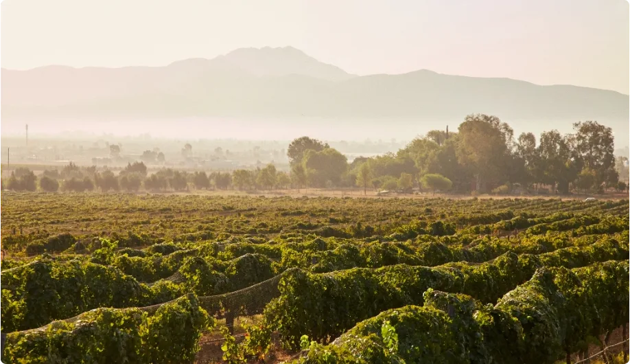 Colchagua Valley