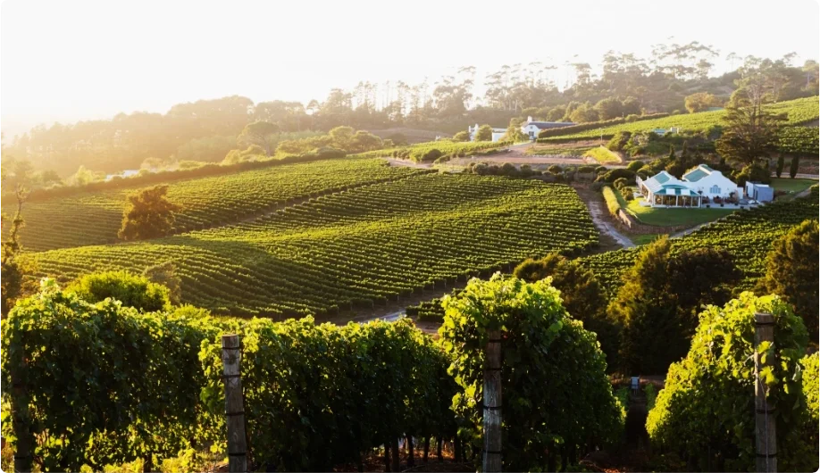 Constantia