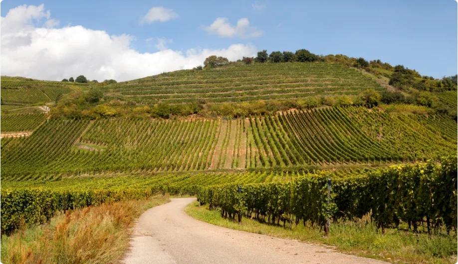 Côtes du Roussillon