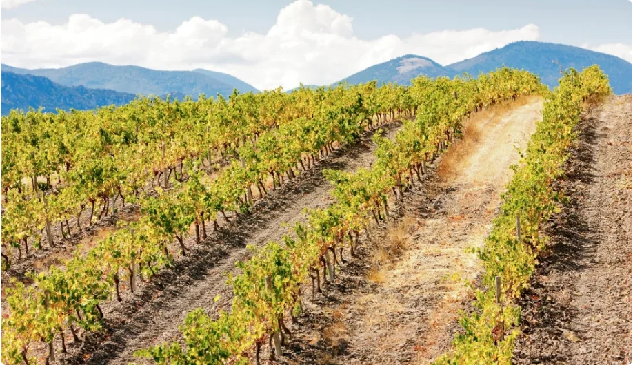 Languedoc