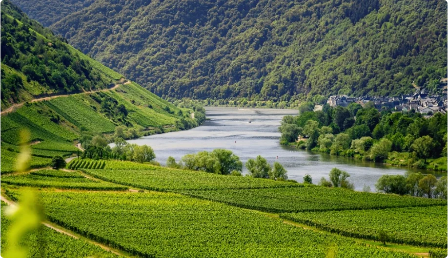 Mosel