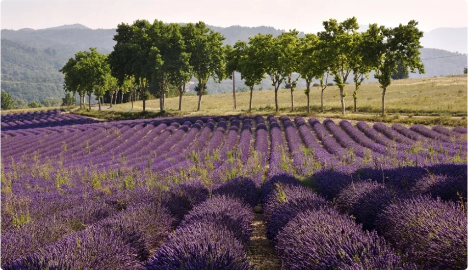 Provence