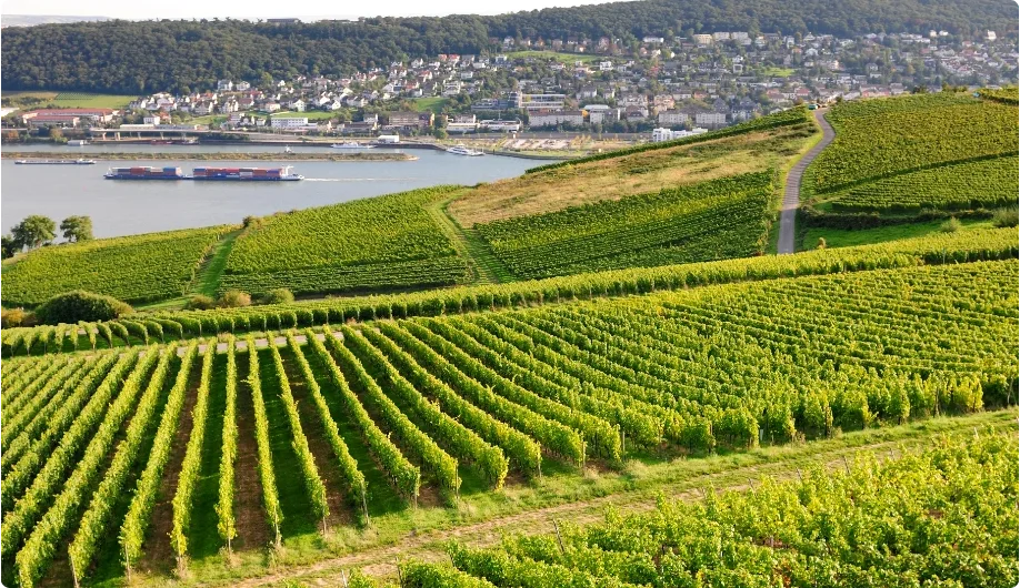 Rheingau