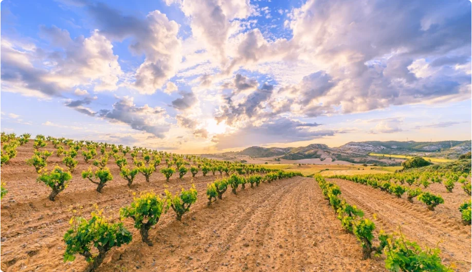 Ribera del Duero