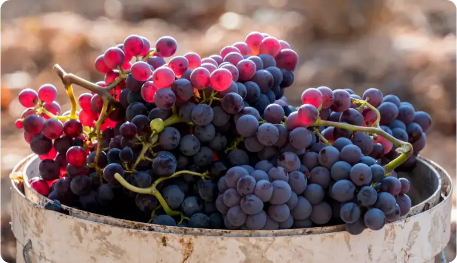 Grenache at Vinoscout