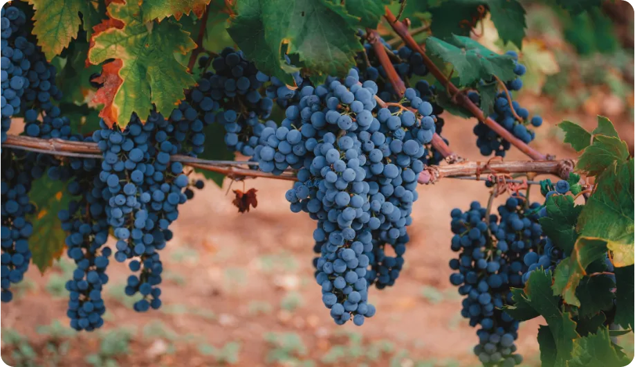 Primitivo