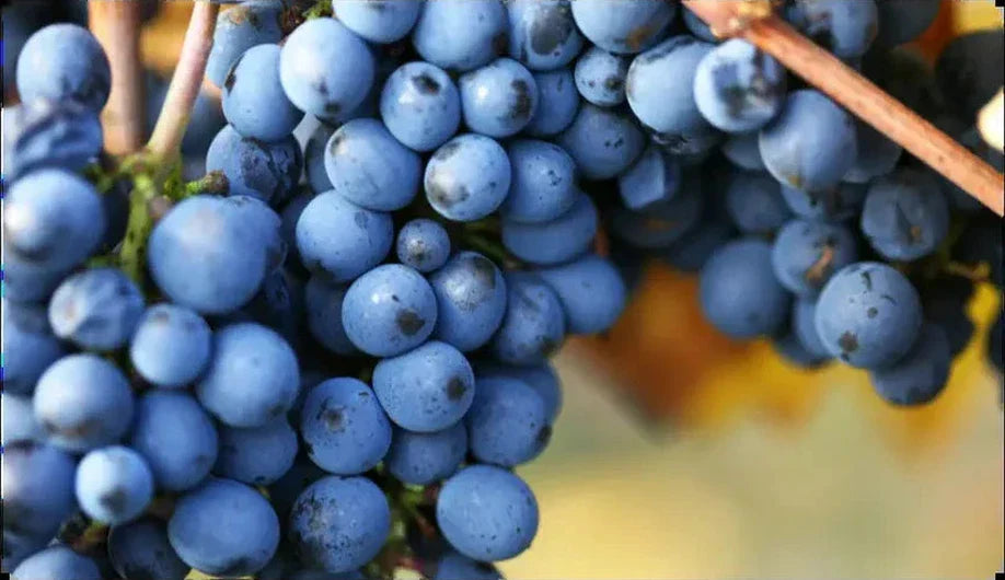 Pinot Noir