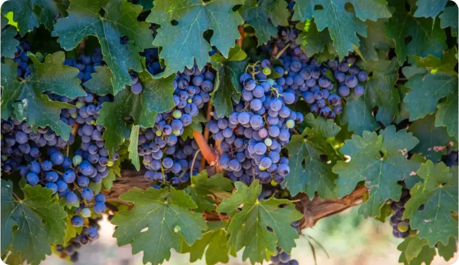 Syrah at Vinoscout