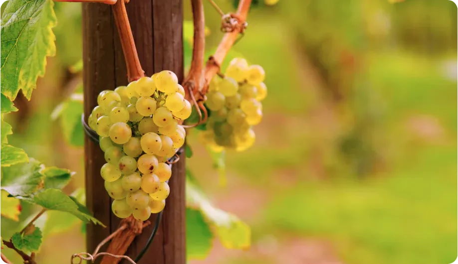 Riesling at Vinoscout