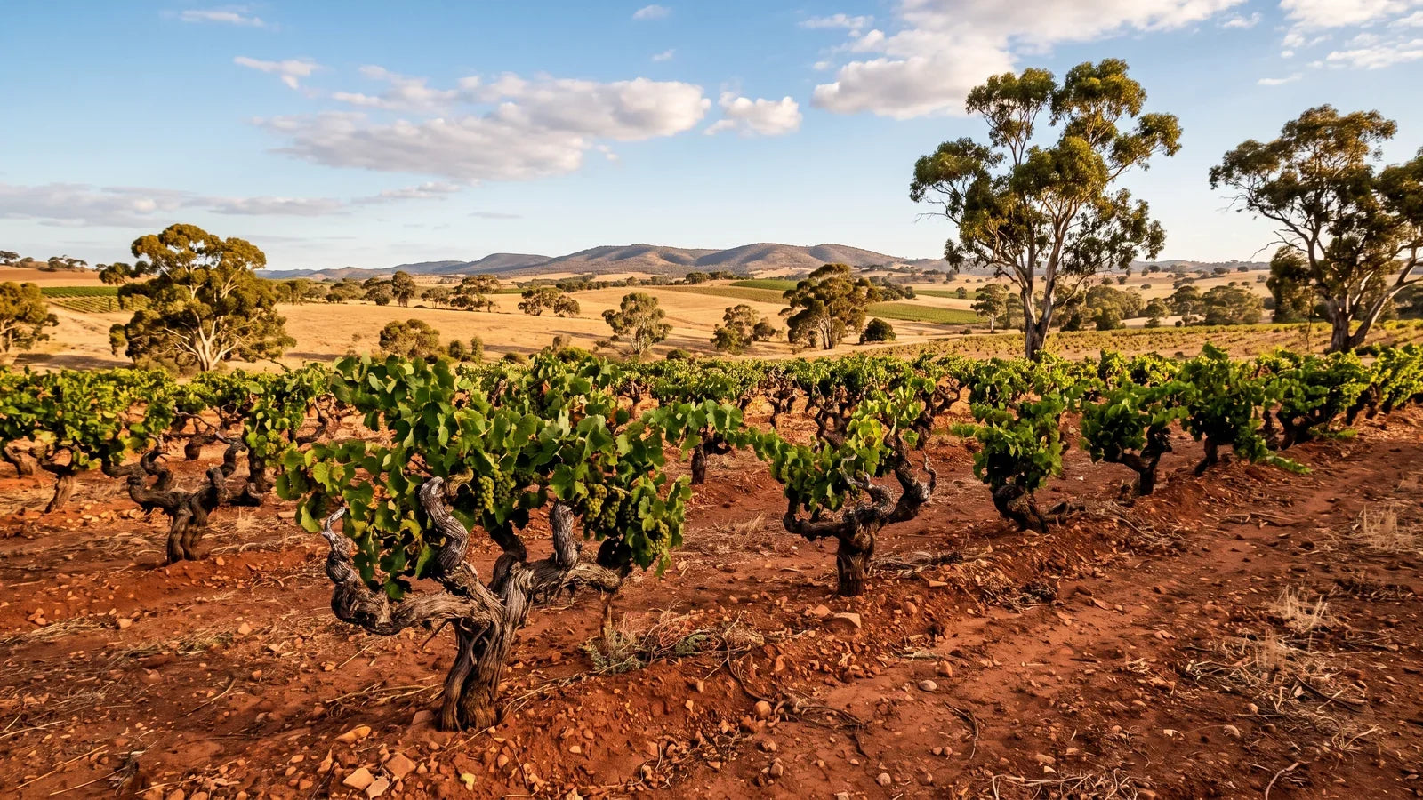 Weinlandschaft in Australien