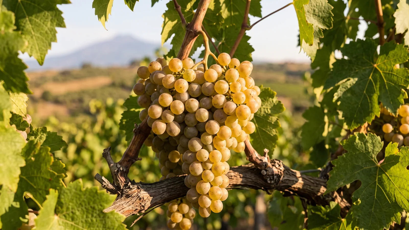 Trauben der Rebsorte Carricante
