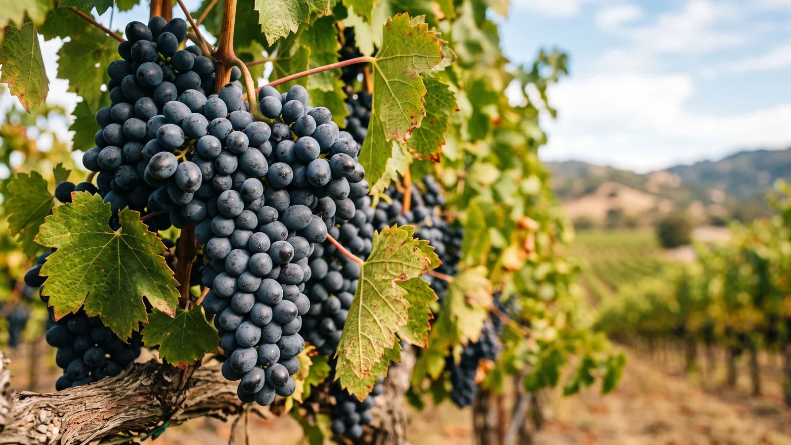 Trauben der Rebsorte Petit Syrah