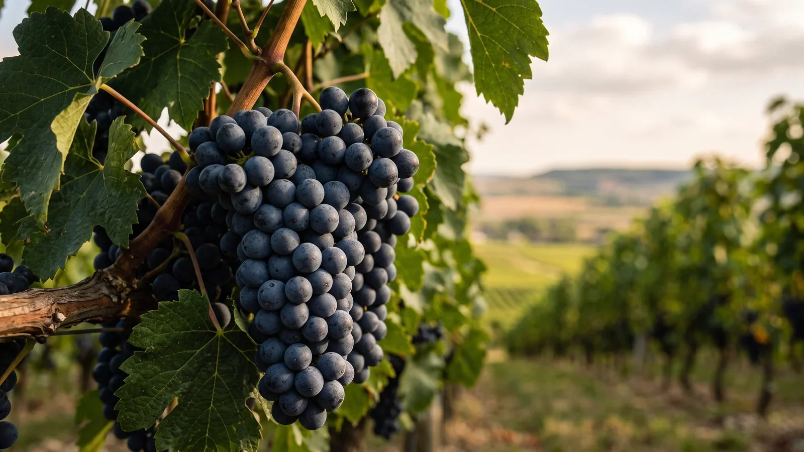 Trauben der Rebsorte Pinot Meunier
