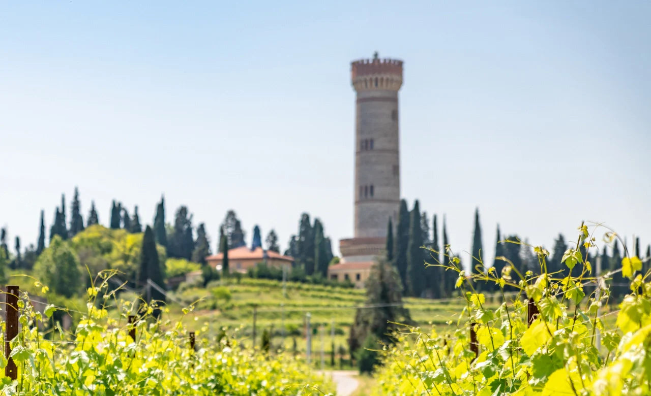 Lieblingswein Lugana bei Vinoscout