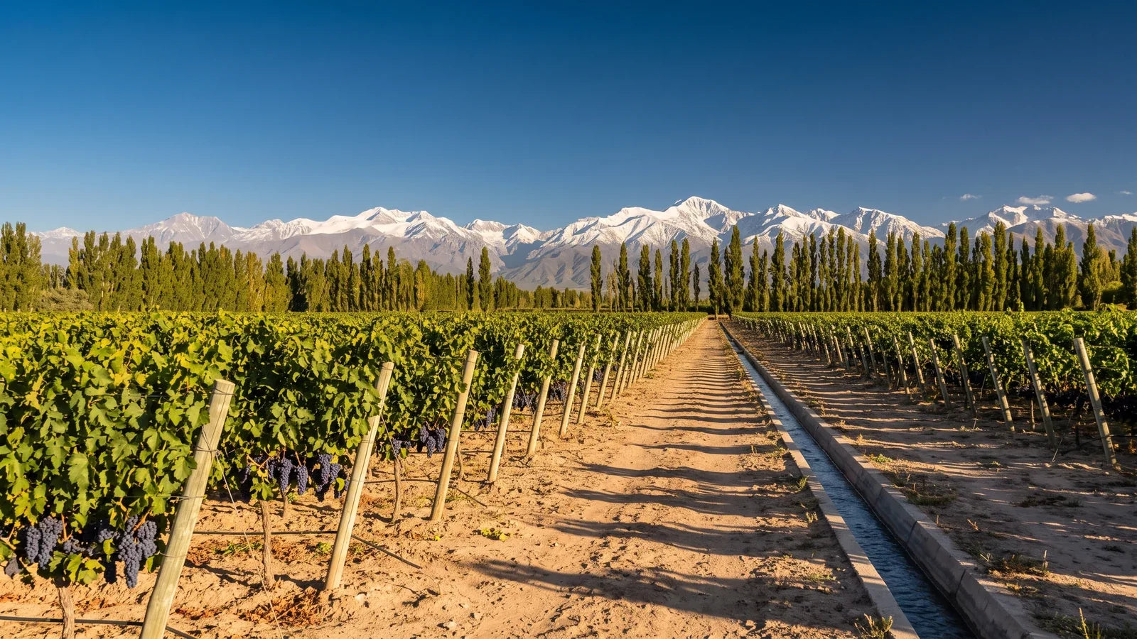 Weinberg in Mendoza am Fuß der schneebedeckten Anden, mit Pappelreihen als Windschutz und reifen Malbec-Trauben
