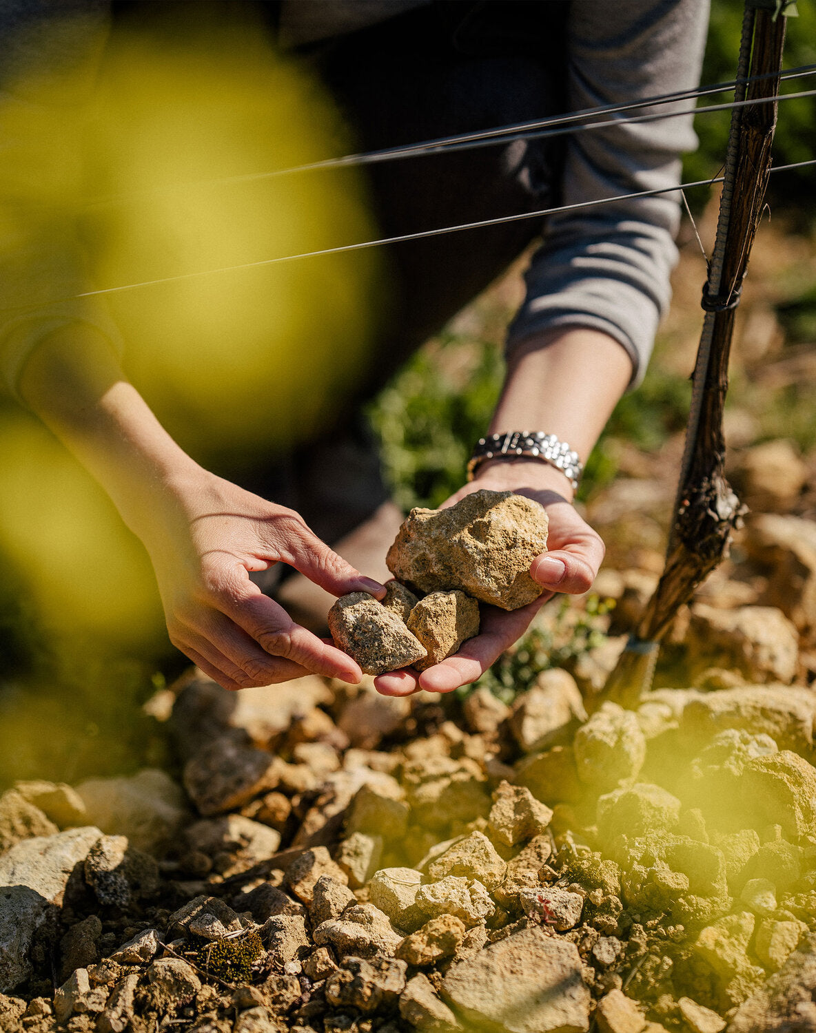 Weingut Metzger aus Asselheim, Nordpfalz – Winzer Uli Metzger, 19 Hektar Anbaufläche in der Pfalz