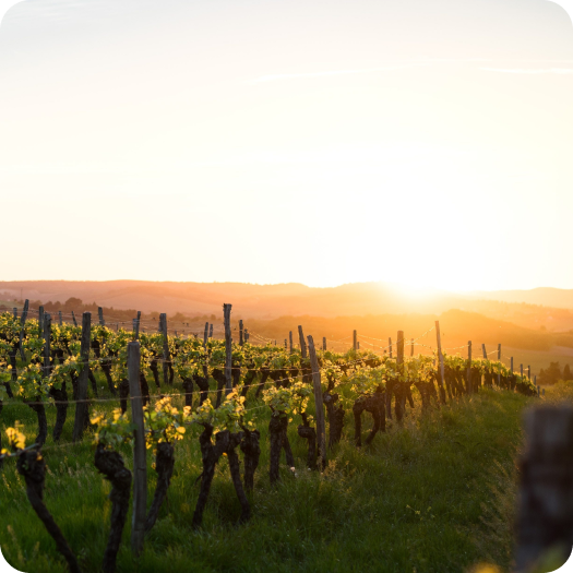 Winzer Siegbert Bimmerle vor Weinbergen des Familienweinguts in Renchen-Erlach, Baden.