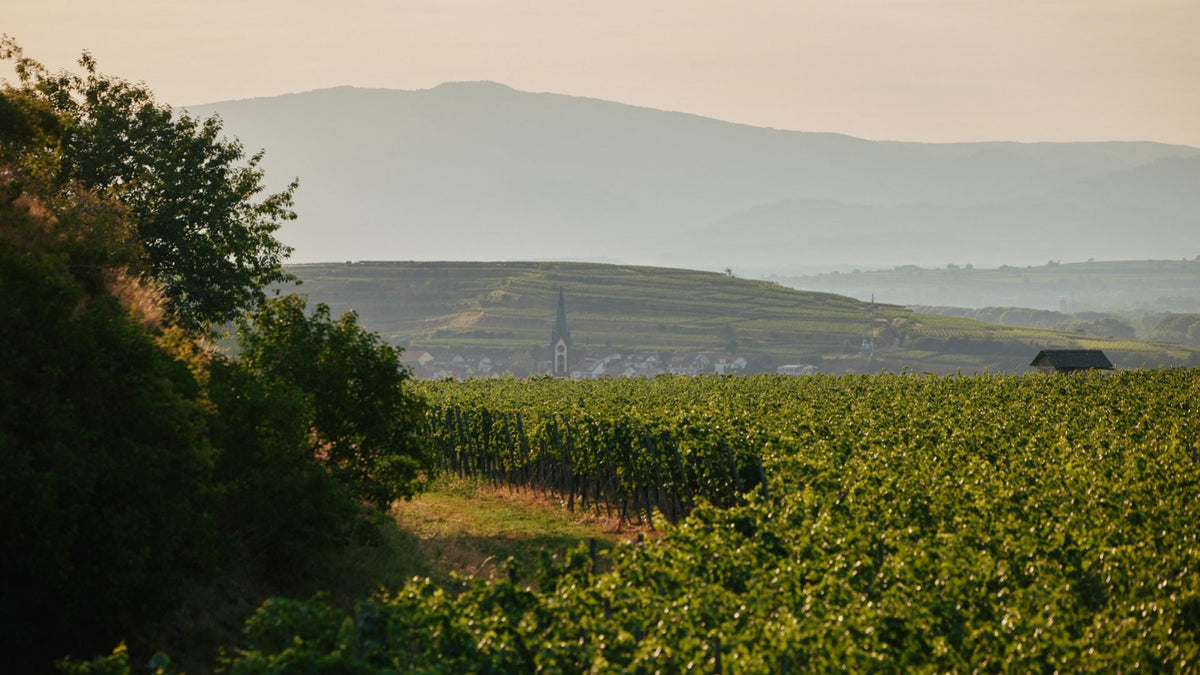 Weingut Dr. Heger in Ihringen: Joachim Heger leitet das Familienweingut in dritter Generation mit VDP-Lagen am Winklerberg.