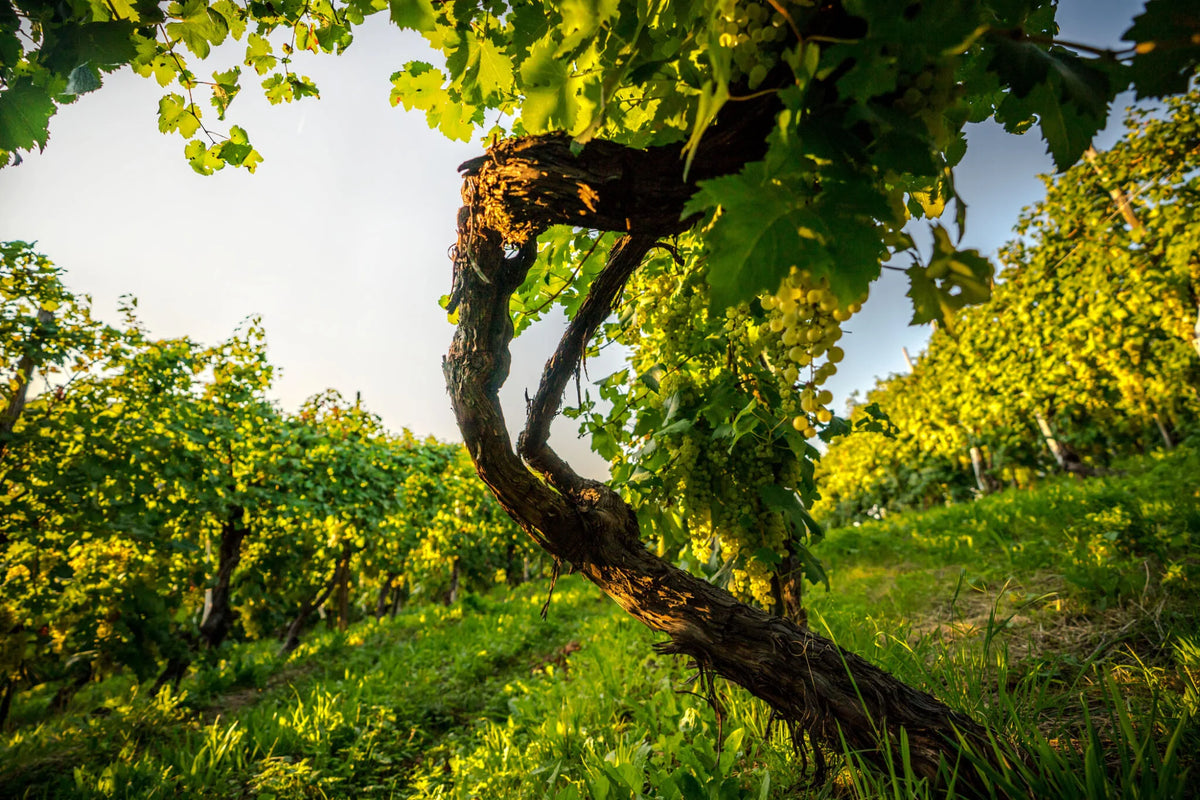 Weingut Ruggeri in Valdobbiadene, Prosecco-Hersteller mit Tradition seit 1950, gegründet von Giustino Bisol.