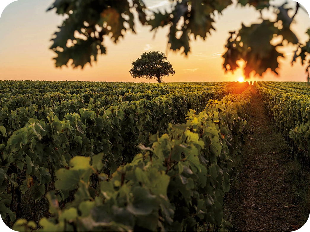 Tenuta dell'Ornellaia: Weinberge des Weinguts an der toskanischen Küste in der Bolgheri-Region.