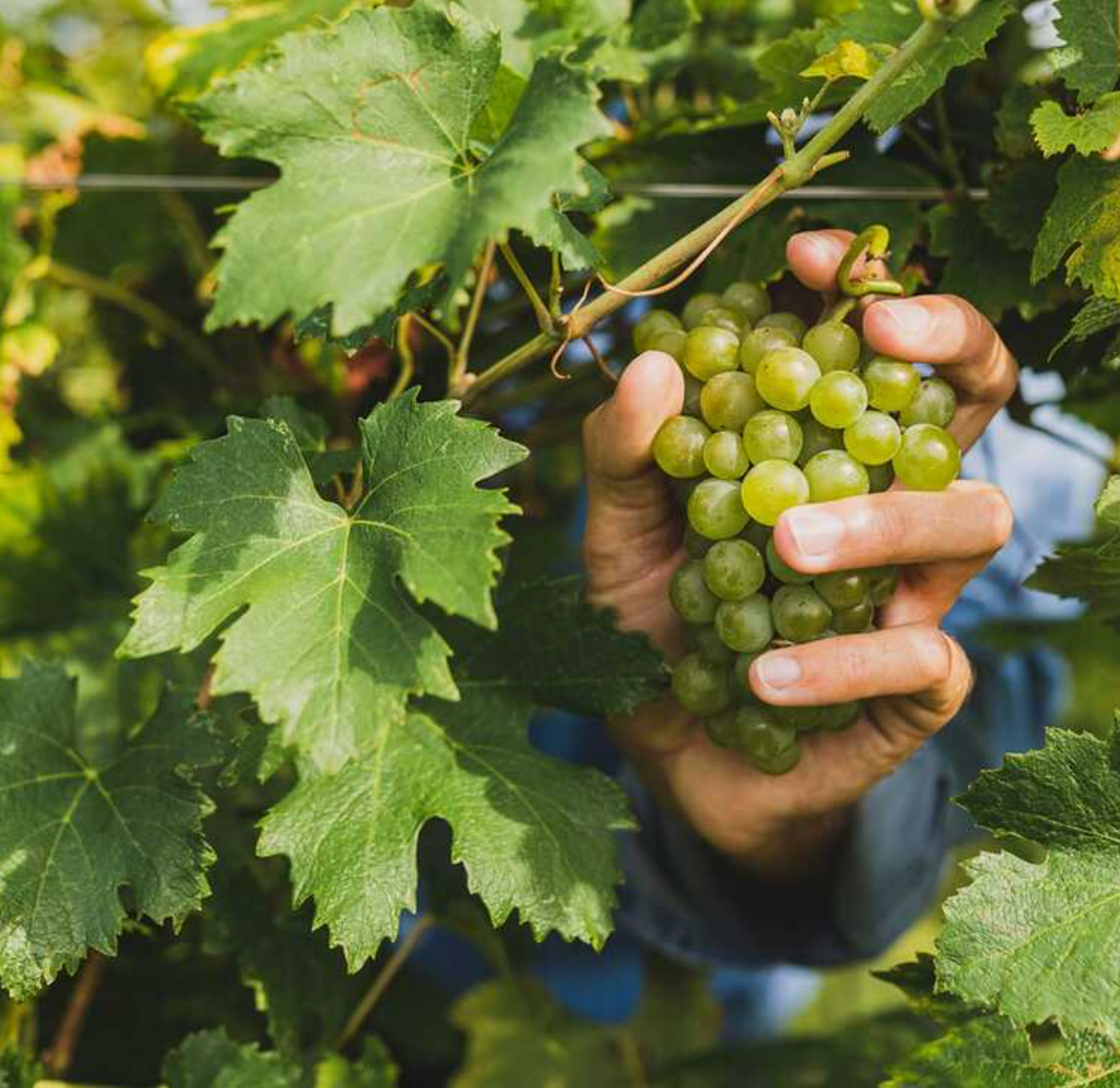 Berlucchi Weingut in der Franciacorta, Lombardei – Hersteller von Franciacorta DOCG Schaumweinen seit 1961