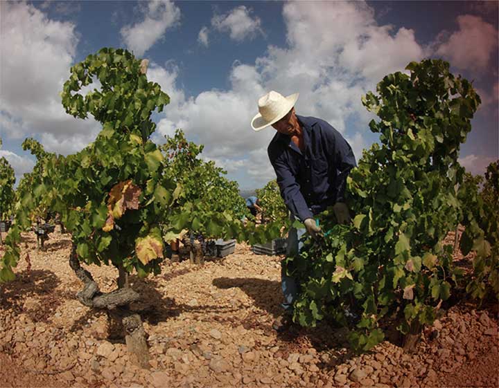 Weingut Bodegas Ribas am Fuße des Tramuntana-Gebirges auf Mallorca, bekannt für Mantonegro-Weine.