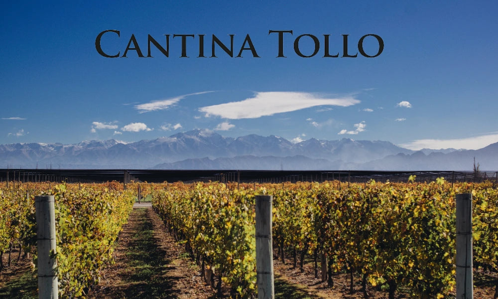Cantina Tollo – Logo