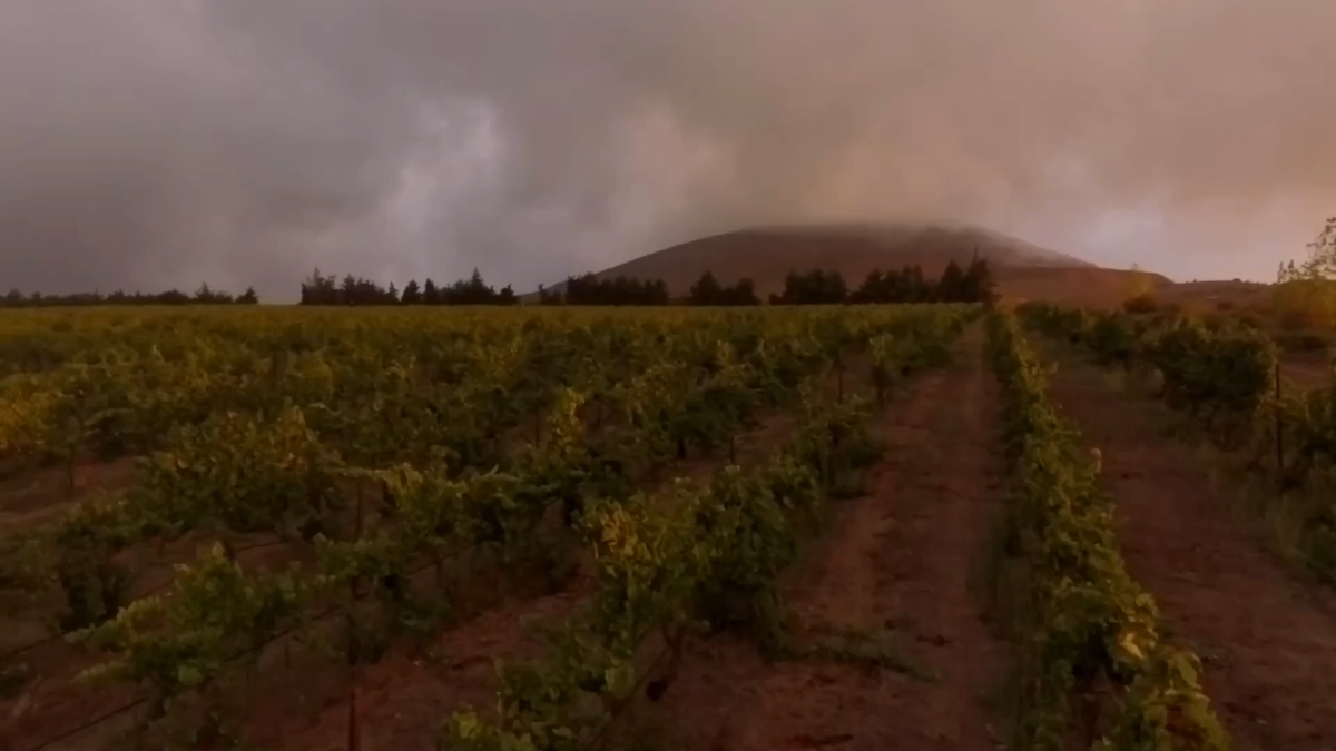 Golan Heights Winery: Weinberge auf den Golanhöhen in Israel auf vulkanischen Böden zwischen 400 und 1.100 Metern Höhe.