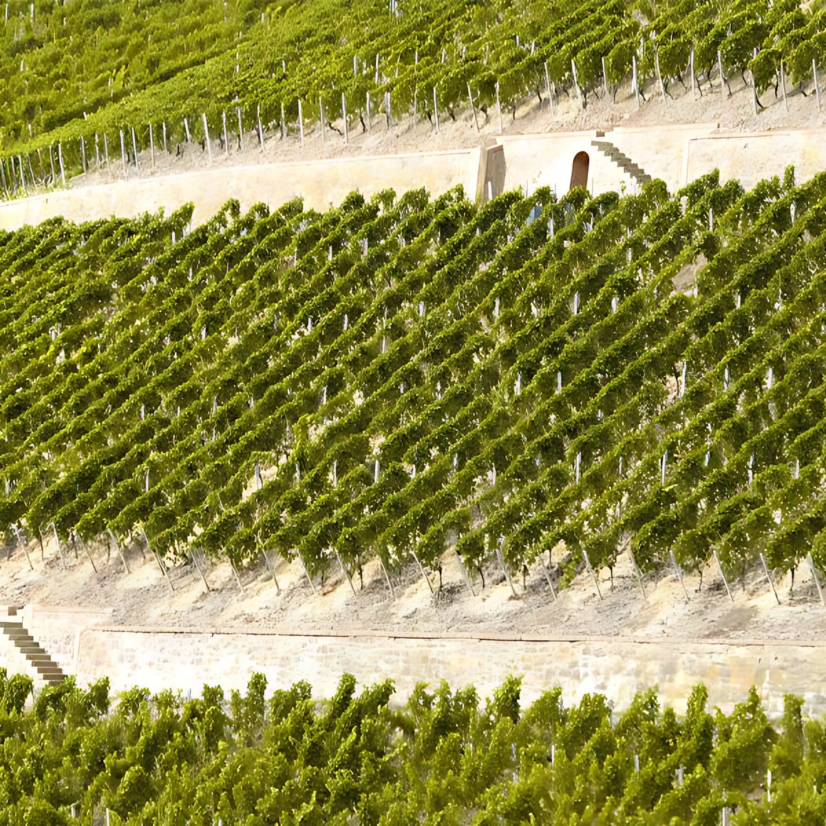 Gut Hermannsberg – Weingut an der Nahe, Herstellerbild des Weinguts