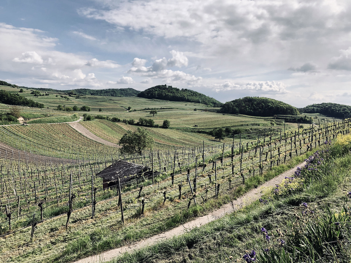 Weingut Landerer am Kaiserstuhl – Familienbetrieb mit Burgundersorten auf vulkanischem Boden in Baden.