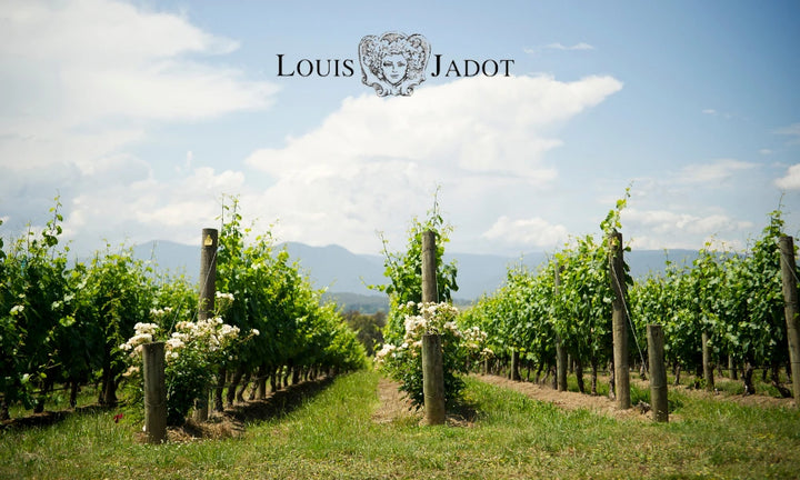 Louis Jadot Logo – Burgundisches Weingut mit über 160 Jahren Tradition