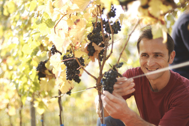 Winzer Matthias Gaul in seinen Weinbergen der Südpfalz, Erzeuger preisgekrönter Pinot Noirs aus Steinrassel und Asselheim.
