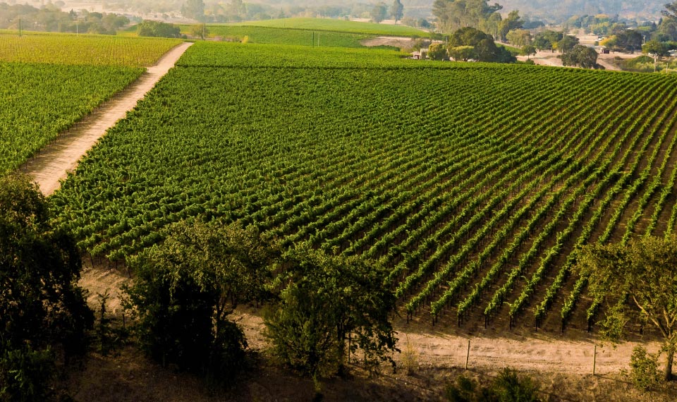 Paul Hobbs Winery – Markenauftritt des US-amerikanischen Winzers Paul Hobbs aus Sonoma, Kalifornien