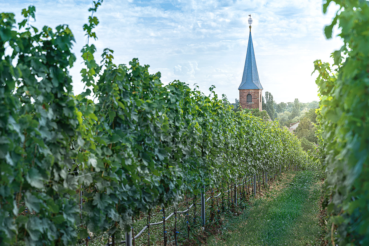 Reichsrat von Buhl: Weingut in Deidesheim, Pfalz – VDP-Gut mit Riesling-Lagen in Forst, biodynamisch bewirtschaftet.