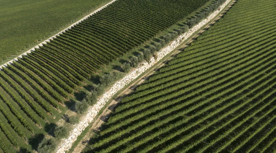 Weingut Sergio Zenato, gegründet 1960, südlich des Gardasees mit 75 ha Rebfläche in Valpolicella und Lugana.