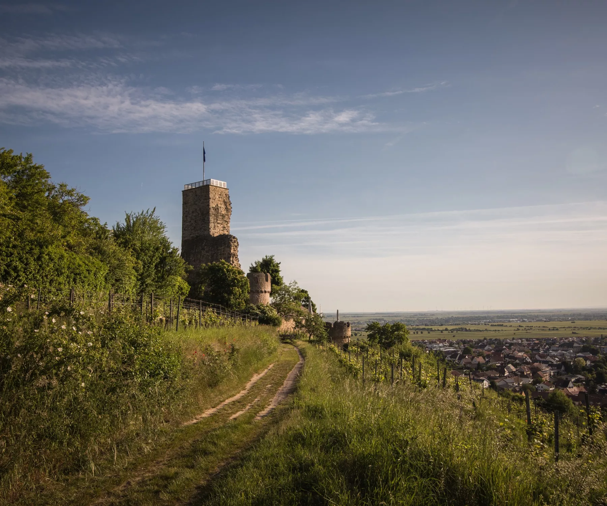 Wachtenburg Winzer eG, Winzergenossenschaft aus Wachenheim an der Deutschen Weinstraße, gegründet 1900