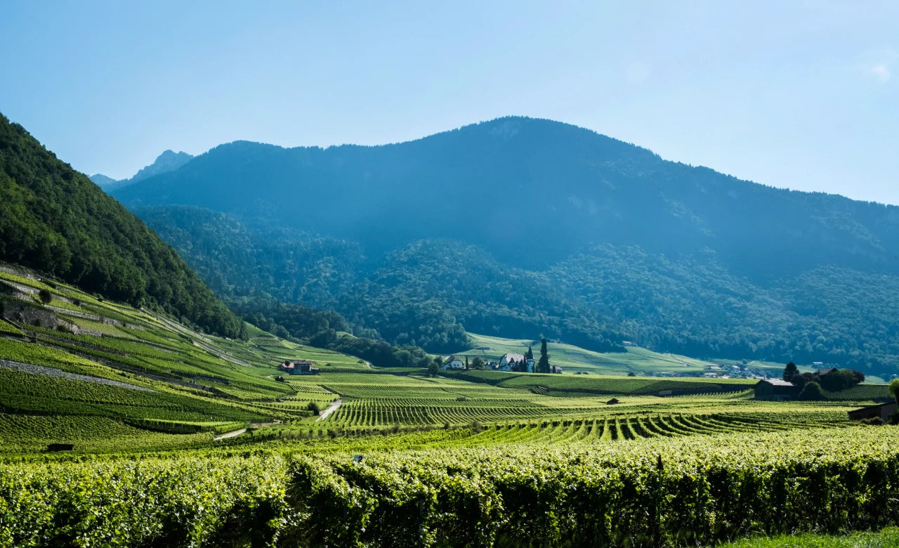Palatinate