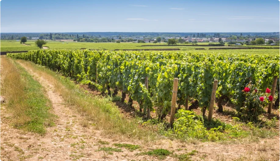 Weinviertel 