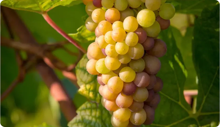 Pinot Grigio