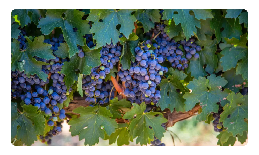 Shiraz