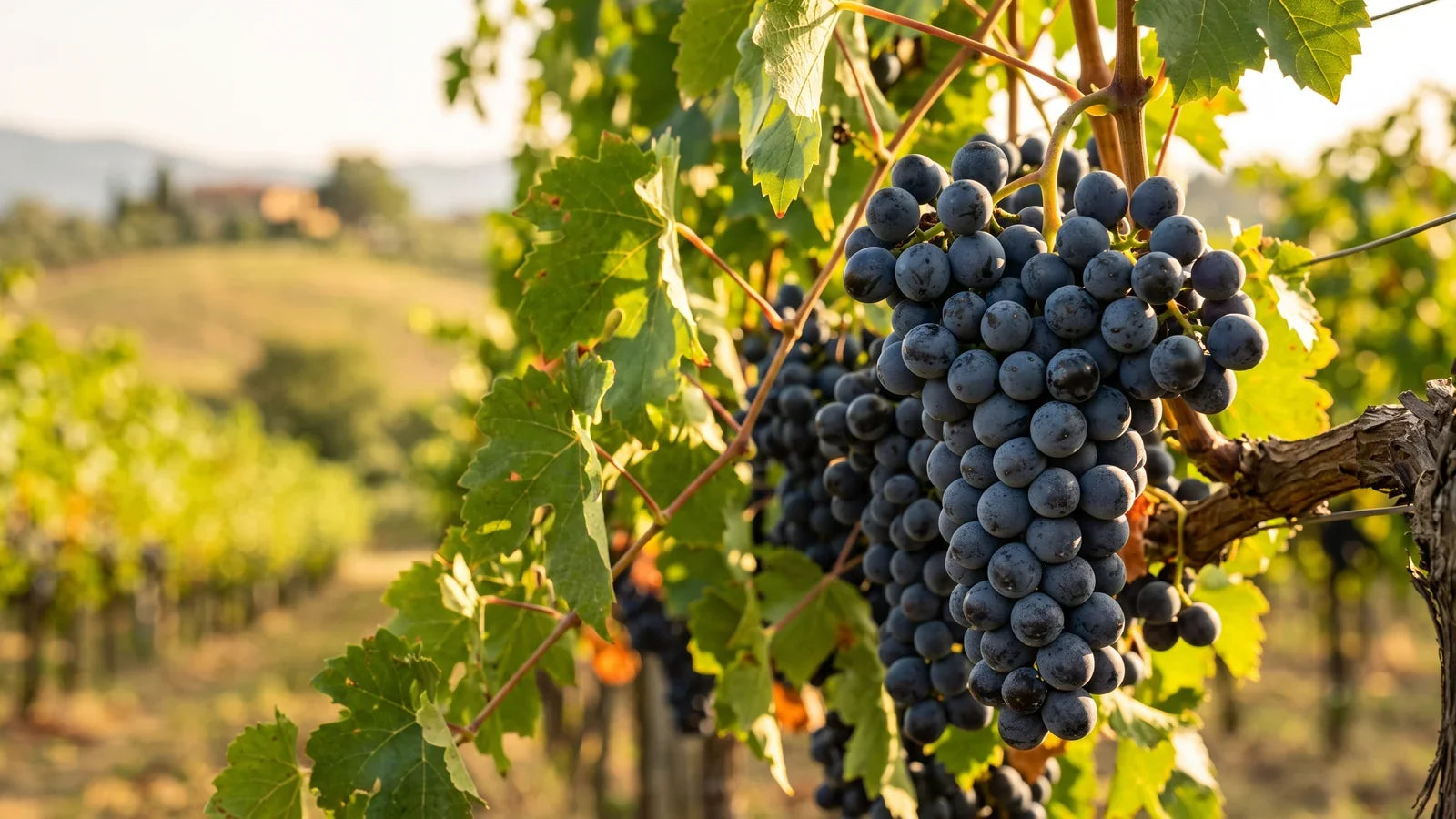 Trauben der Rebsorte Alicante Bouschet