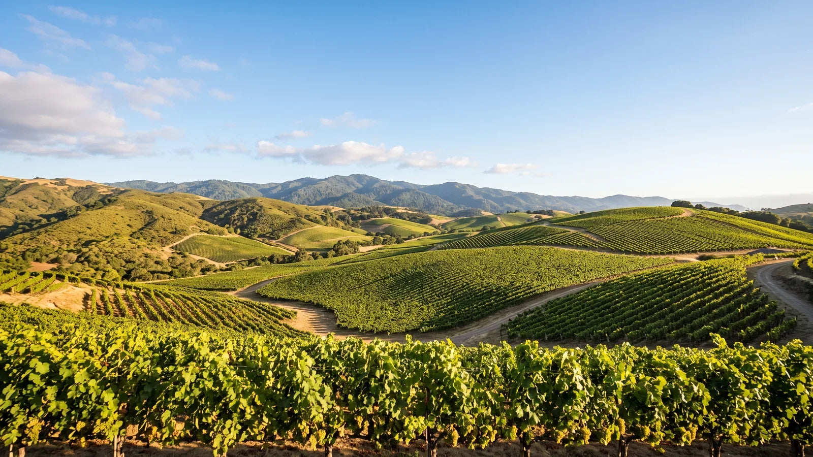 Wine landscape of the Central Coast region