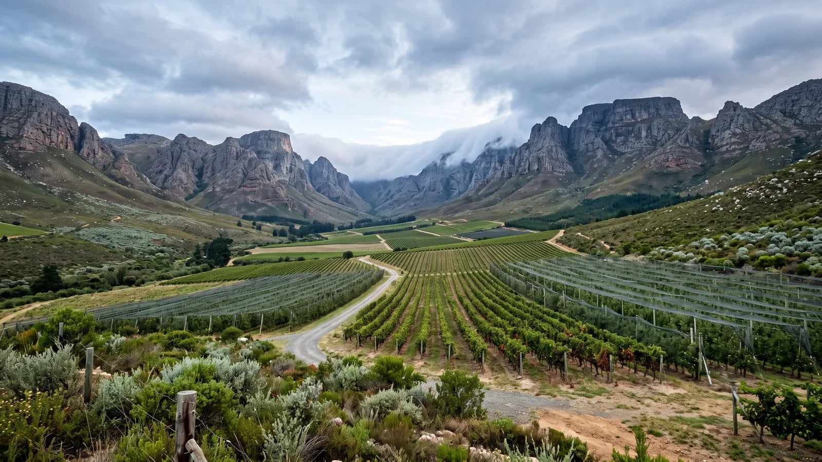Vine rows and apple orchards in the cool Elgin Valley, framed by the Cape sandstone of the Hottentots Holland Mountains